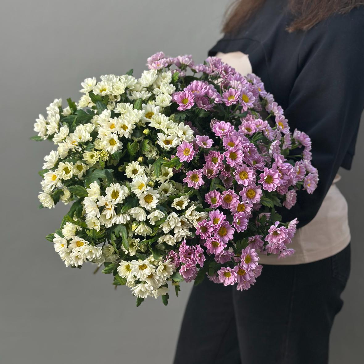 Хризантема сантини